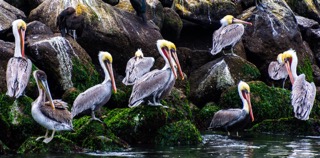 Pelicans